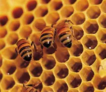 honeycomb and bees