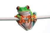 Croaky the Frog sitting on a pipe