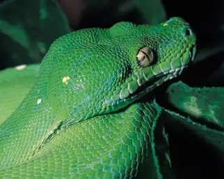 A green snake