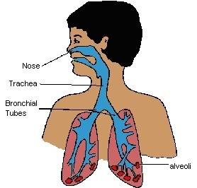diagram of a boy's lungs