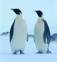 two penguins