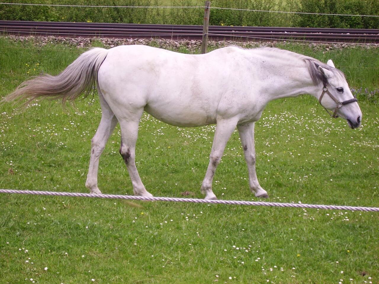 horse "walking" on a tightrope