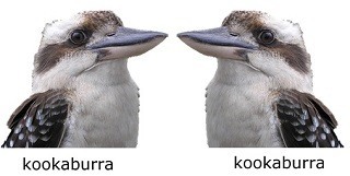 Two kookaburras looking at each other